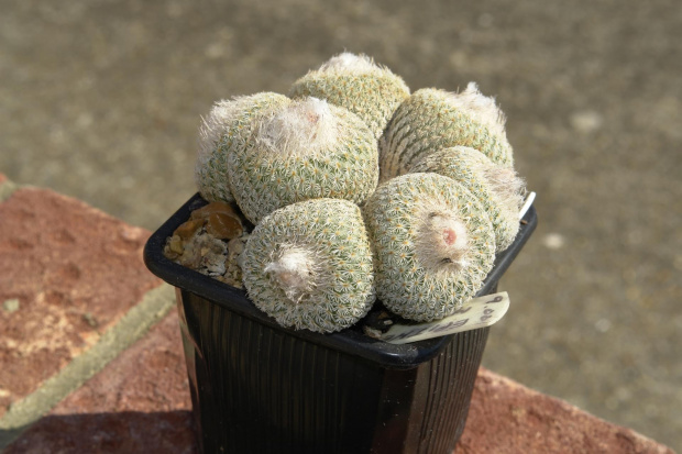 Epithelantha micromeris