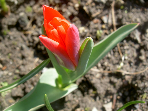 Osamotniony tulipanek. #kwiaty