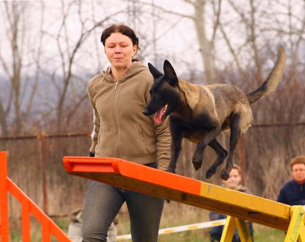 agility płock zawody 5-6.04.2008 psy