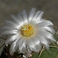 Thelocactus lloydii