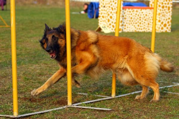 Zawody Agility Płock 5-6.04.2008 Psy