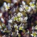 Gwiazdnica pospolita
(Stellaria media).Kwiaty w makrofotografii #przyroda #natura #rośliny #kwiaty #botanika #makrofotografia #FloraPolski #KwiatyPolne #wiosna