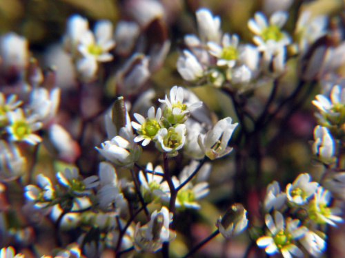 Gwiazdnica pospolita
(Stellaria media).Kwiaty w makrofotografii #przyroda #natura #rośliny #kwiaty #botanika #makrofotografia #FloraPolski #KwiatyPolne #wiosna