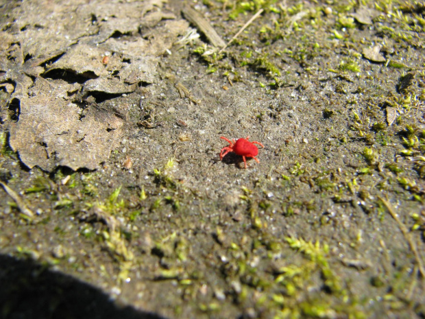 robaczek #przyroda #natura #zwierzęta #owady #makrofotografia