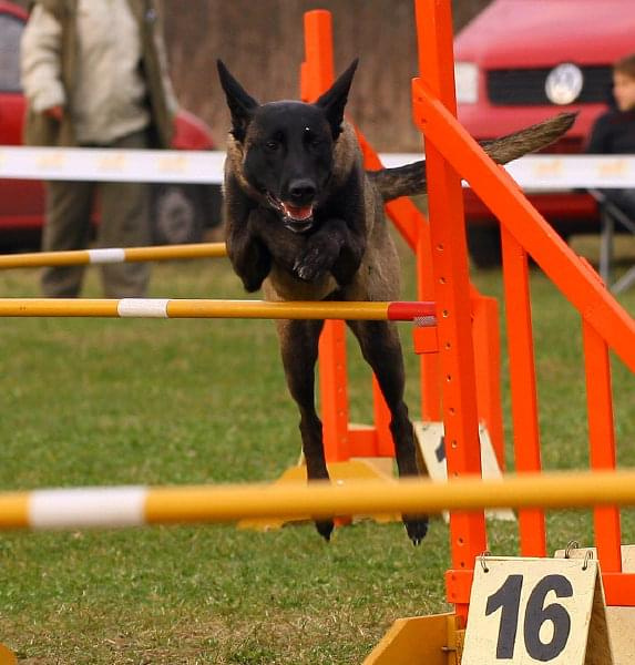 Zawody Agility Płock 5-6.04.2008 Psy