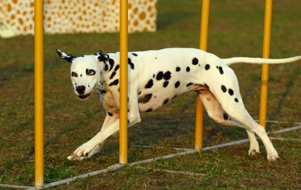 Zawody Agility Płock 5-6.04.2008 Psy