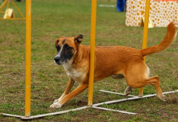 Agility Płock Zawody 5-6.04.2008 Psy