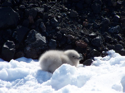 antarctica