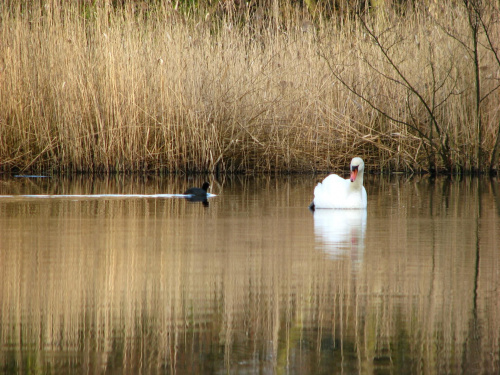 łabędź i łyska #przyroda #natura #zwierzęta #ptaki #ornitologia #NadWodą #staw #krajobraz #LustroWody #łabędzie