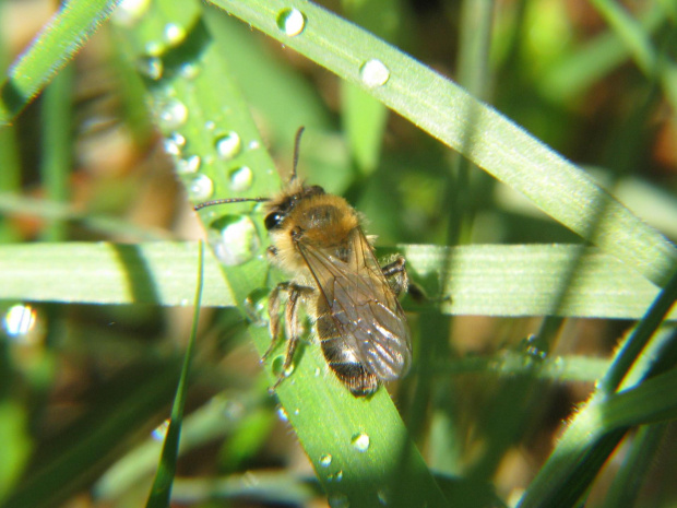 pszczółka #przyroda #natura #zwierzęta #owady #pszczoły #makrofotografia