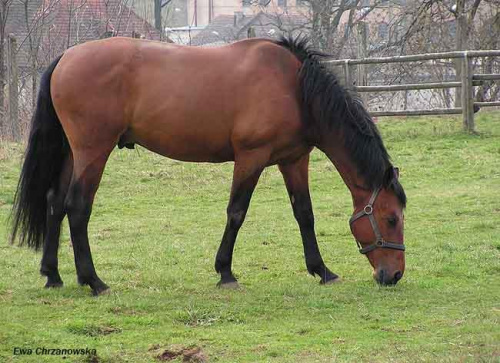 08.04.2008 Łomnica II trening