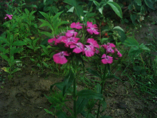 Kwiaty z mojego ogródka. #Kwiaty #goździki #przyroda