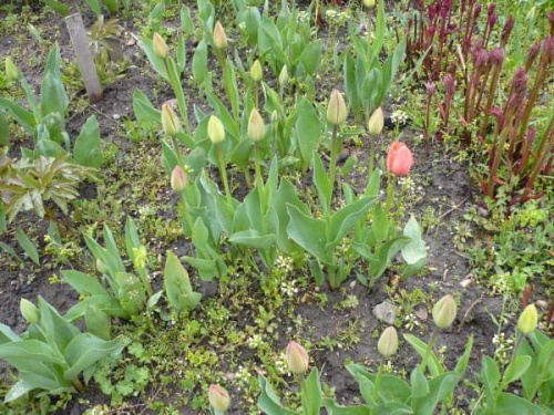 #tulipany