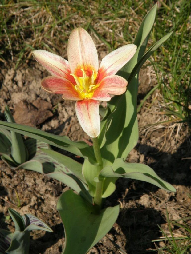 tulipan