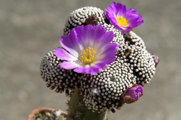 Mammillaria luethyi