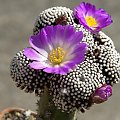 Mammillaria luethyi