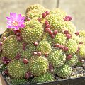 Rebutia