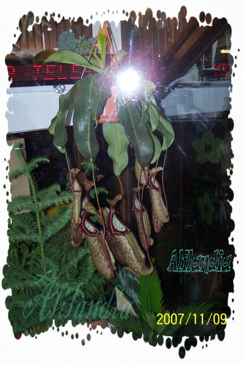 Dzbanecznik - Nepenthes #Dzbanecznik #Nepenthes #kwiat