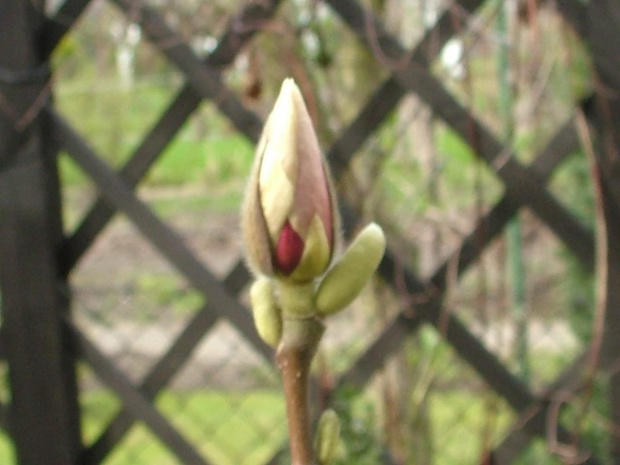 kwiat magnolii