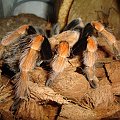 Brachypelma boehmei