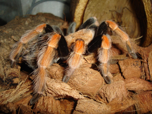 Brachypelma boehmei