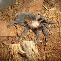 Brachypelma ruhnaui