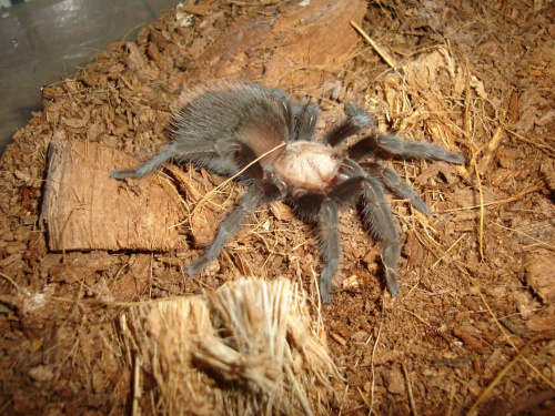 Brachypelma ruhnaui