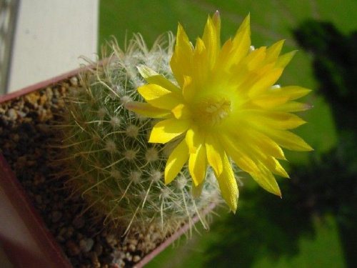 Parodia aureispina