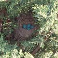 Rudzik amerykanski tu zwany Robin zbudowal na moim drzewku gniazdko i juz ma jajeczka :)