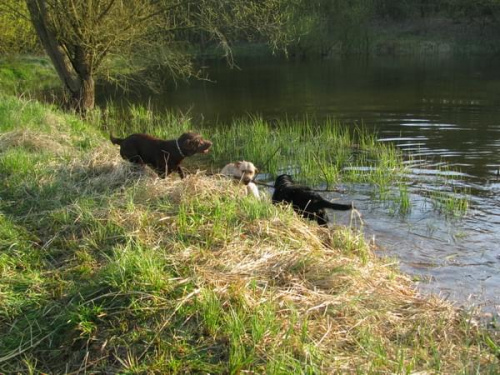 labradors