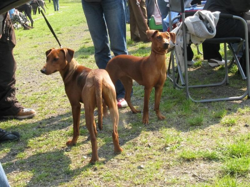 #PinczerŚredni #GermanPinscher