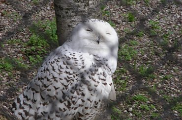 #sowa #SowaŚnieżka #SowaŚnieżkaWZoo #SowaŚnieżkaWZooWWarszawie #SowaWWarszawie #SowaWZoo #SowaWZooWWarszawie #śnieżka #ŚnieżkaWWarszawie #ŚnieżkaWZoo #ŚnieżkaWZooWWarszawie #Warszawa #WarszawskieZoo #zoo #ZooWWarszawie #ZooWarszawskie