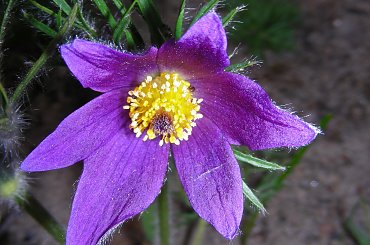 #botanika #fiolet #FioletowyKwiat #kwiat #KwiatWOgrodzie #kwiatek #KwiatekWOgrodzie #ŁadnyKwiat #ogród #OgródBotanicznyPowsin #Powsin #KwiatWOgrodzieBotanicznym #kwiaty #KwiatWPowsinie #PowsińskiOgródBotaniczny #fioletowy #KolorFioletowy