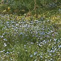 Arboretum Kornik -Wielkopolska