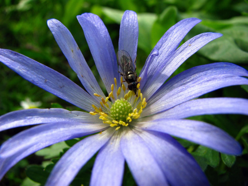 Aster #przyroda #natura #rośliny #botanika #kwiaty #makrofotografia #flora