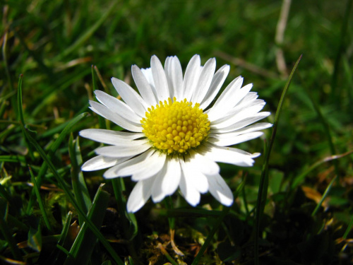 Stokrotka pospolita, stokroć trwała (Bellis perennis)  gatunek rośliny wieloletniej zielnej z rodziny astrowatych #przyroda #natura #rośliny #botanika #kwiaty #makrofotografia #flora