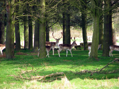 Daniele (Dama dama) - gatunek ssaka z rodziny jeleniowatych #przyroda #natura #krajobraz #drzewa #rośliny #zwierzęta #park #niebo