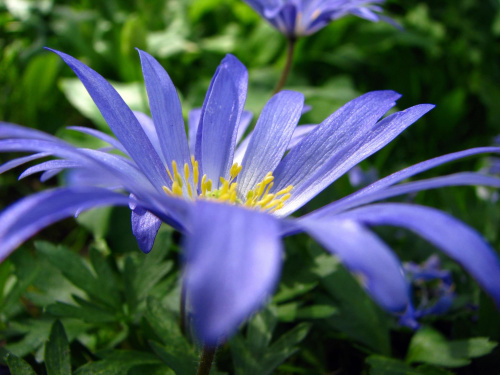 Aster #przyroda #natura #rośliny #botanika #kwiaty #makrofotografia #flora