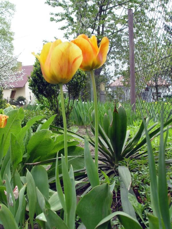 Tulipany #kwiaty #ogród #wiosna