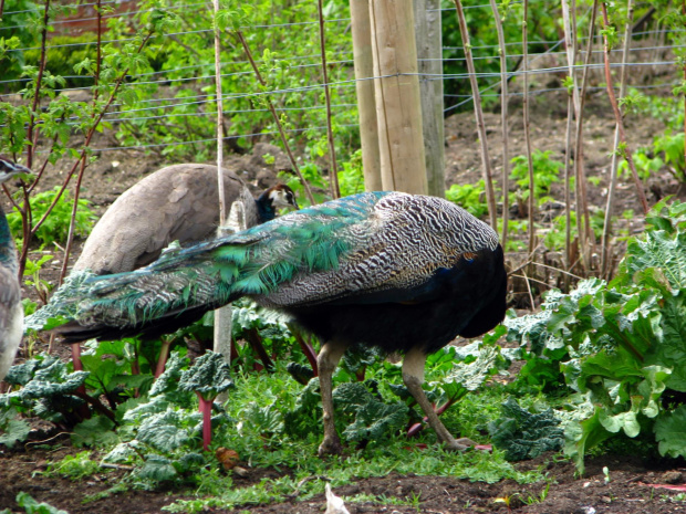 Paw indyjski (Pavo cristatus) - duży ptak grzebiący z rodziny kurowatych #przyroda #natura #zwierzęta #ptaki #krajobraz #paw #fauna #flora