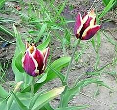 tulipany