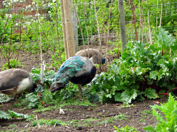 Paw indyjski (Pavo cristatus) - duży ptak grzebiący z rodziny kurowatych #przyroda #natura #zwierzęta #ptaki #krajobraz #paw #fauna #flora