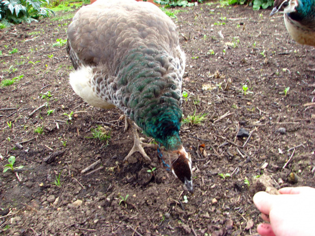 Paw indyjski (Pavo cristatus) - duży ptak grzebiący z rodziny kurowatych #przyroda #natura #zwierzęta #ptaki #krajobraz #paw #fauna #flora