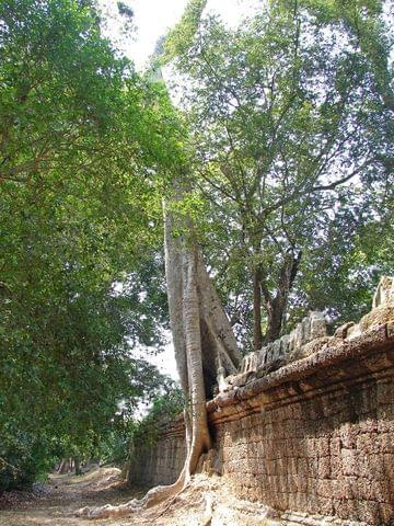 Ta Prohm