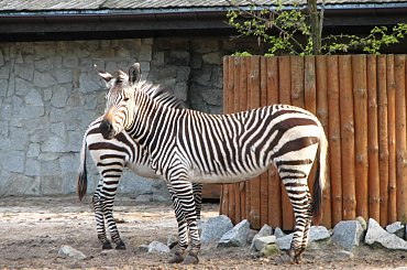 #Zebra #zoo #zwierzęta #wrocław