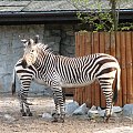 #Zebra #zoo #zwierzęta #wrocław