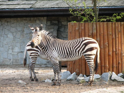 #Zebra #zoo #zwierzęta #wrocław