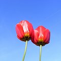 Tulipany... :] #tulipan #tulipany #kwiaty #kwiatki #czerwony #niebo #kawatune #kraśnik