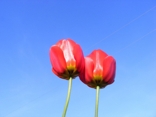 Tulipany... :] #tulipan #tulipany #kwiaty #kwiatki #czerwony #niebo #kawatune #kraśnik
