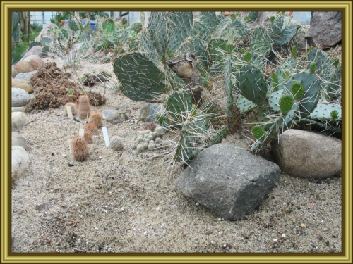 katusy #kaktusy #ogrody